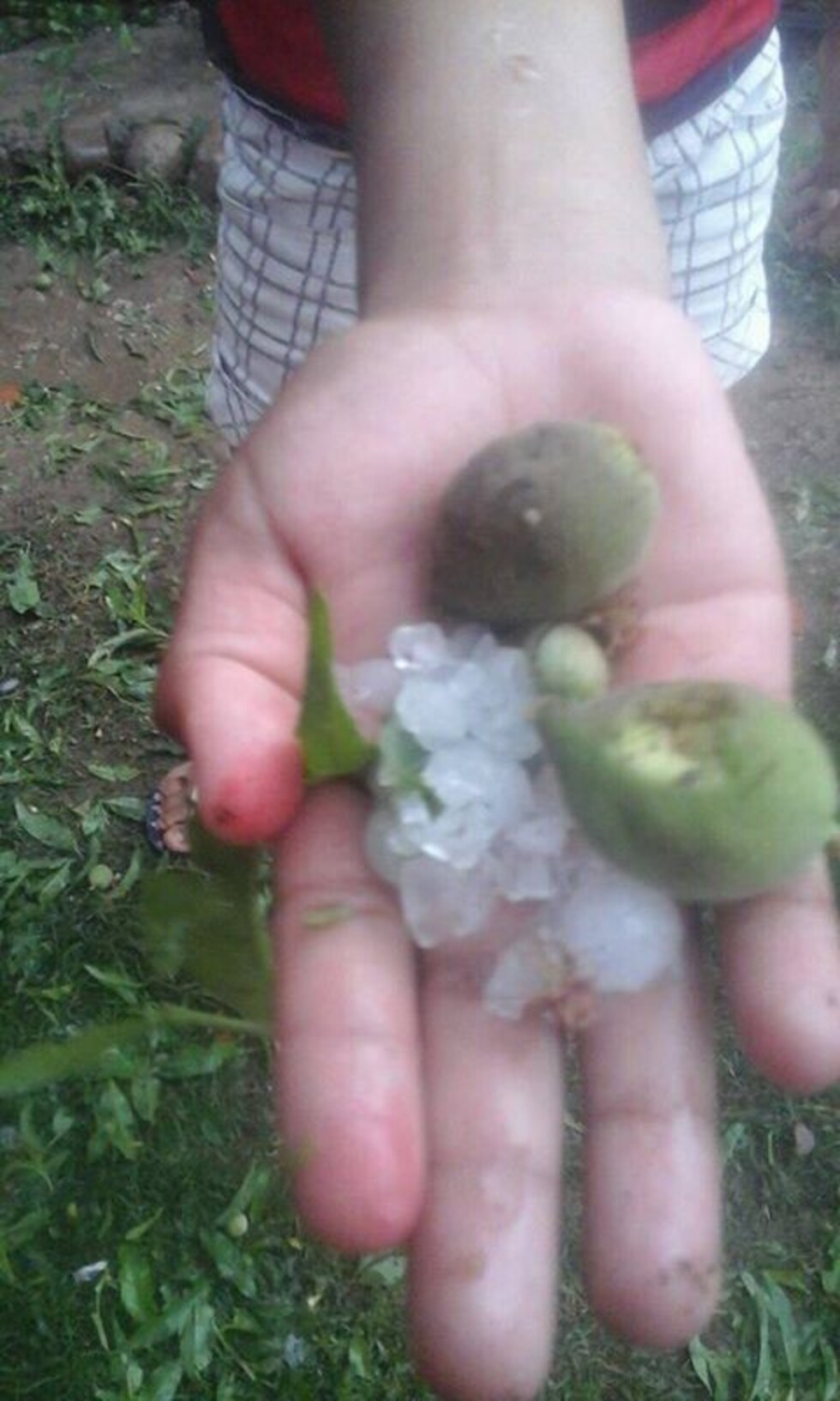 Reportan afectaciones en cultivos tras intensa lluvia y granizada en Tarija