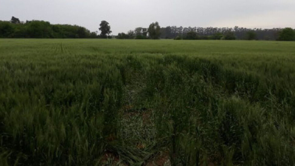Hallan cuerpo carbonizado de extranjero en Argentina