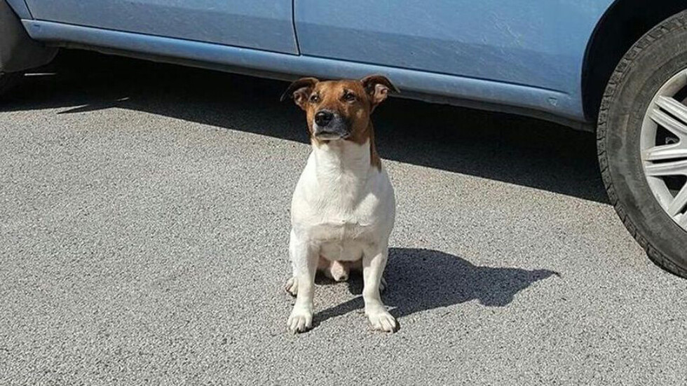 Mafia quiere matar a perro que detectó droga