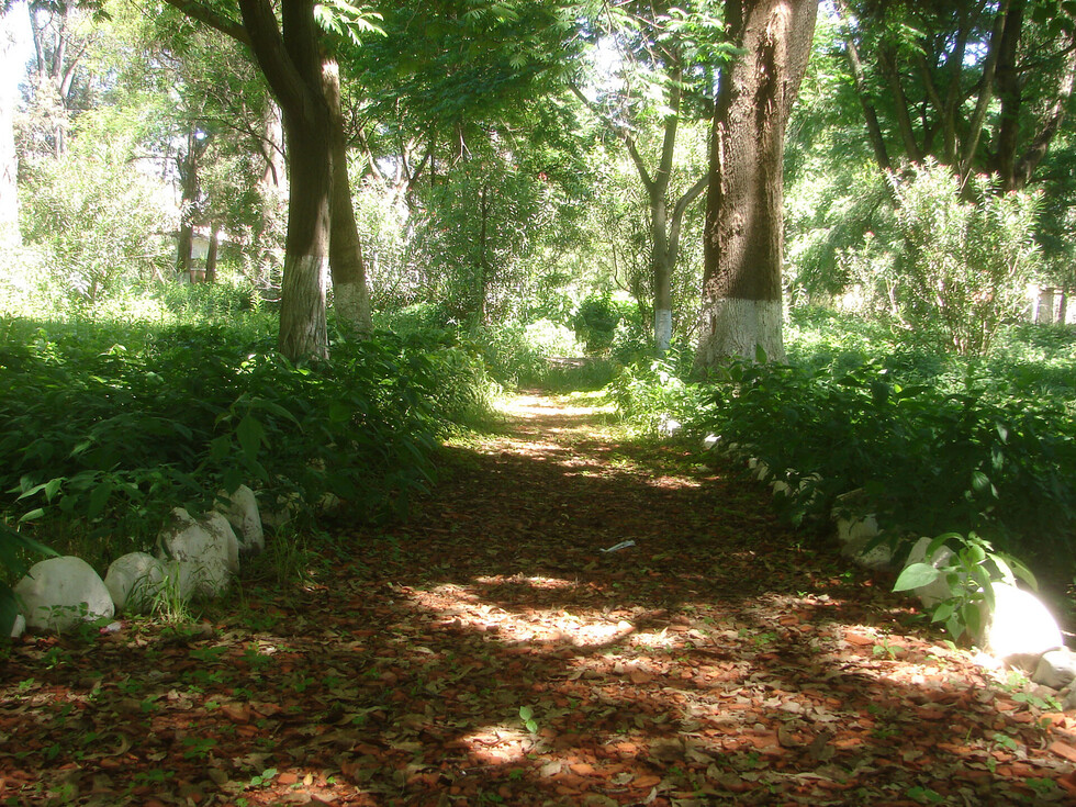 El bosquecillo de Tomatitas, entre el abandono y la desidia