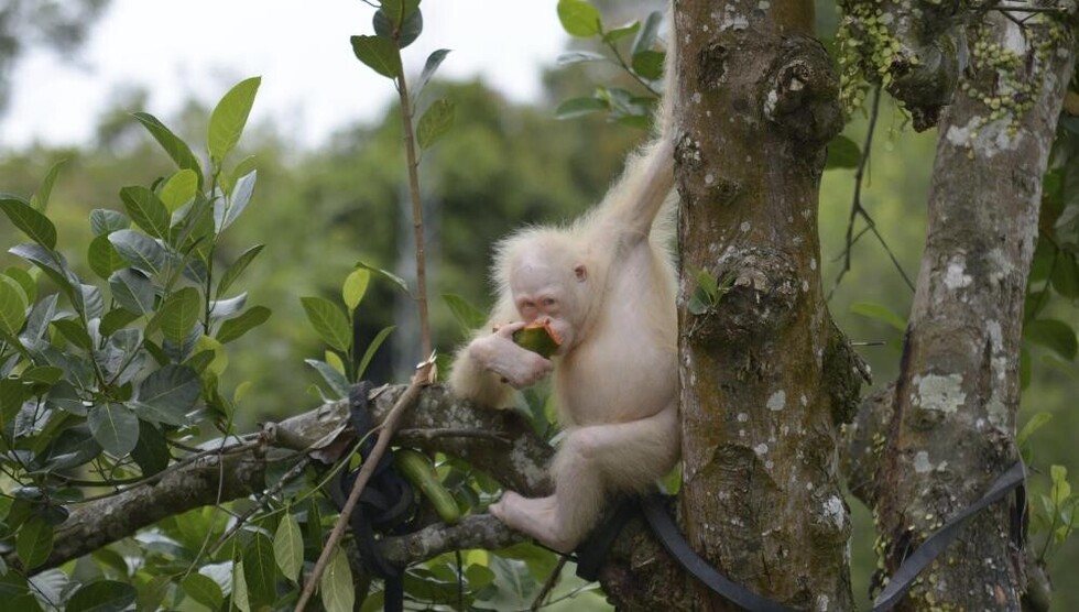 Liberan a la única orangutana albina del mundo