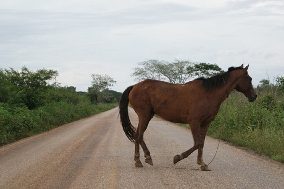 Vuelca un camión por esquivar un caballo
