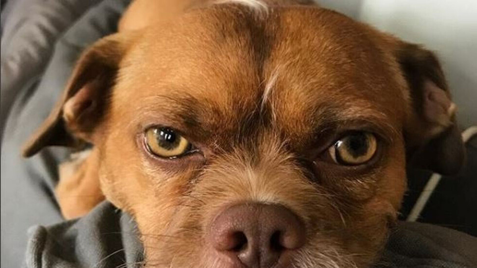 Perro atacó a bebé y lo dejó en terapia intensiva