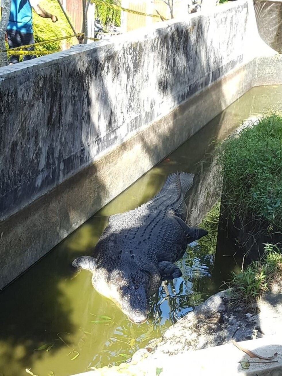 Cocodrilo devoró a mujer que lo alimentaba