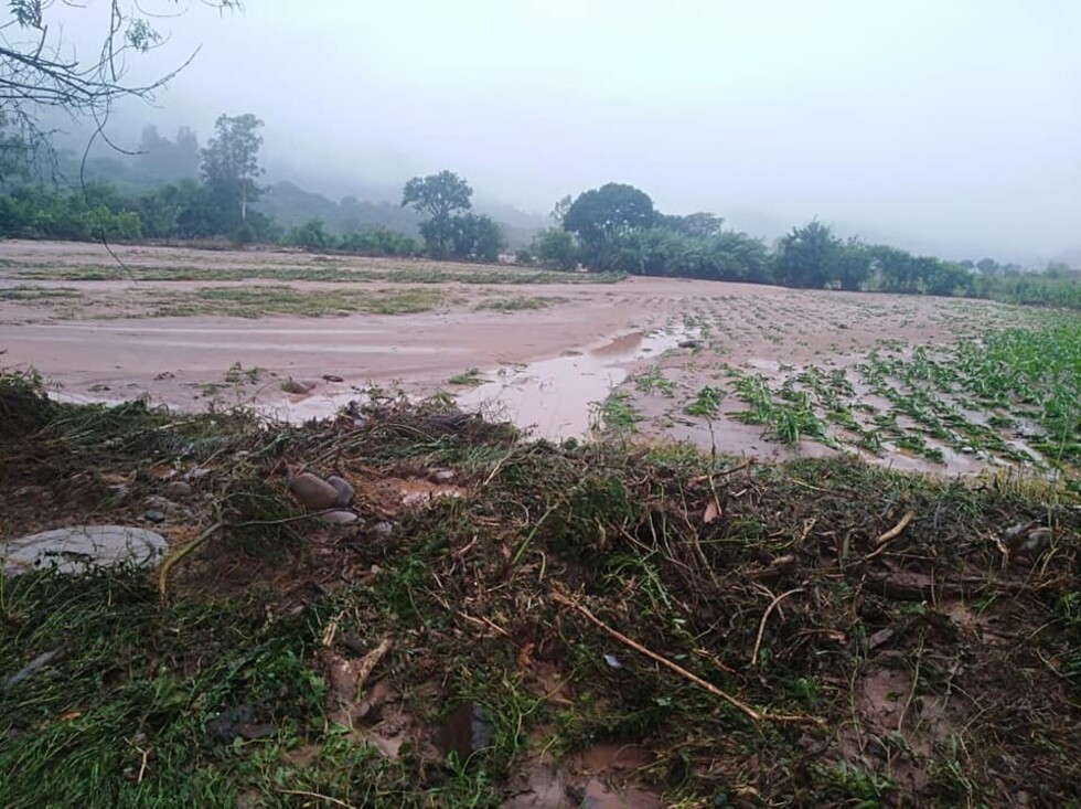 (FOTOS) Animales muertos, cultivos y casas con lodo es el resultado del desborde del río Pajonal en Entre Ríos