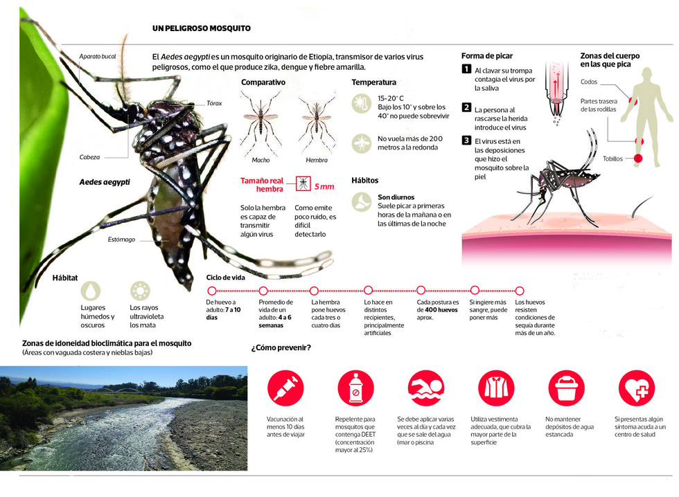 Zancudos, la plaga que acecha  a vecinos del Guadalquivir