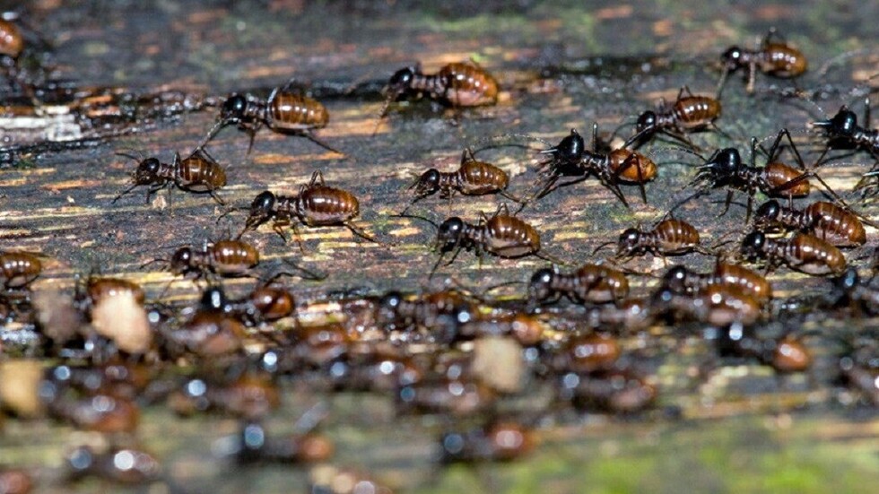 El colapso natural por venir: Los insectos están en peligro de extinción