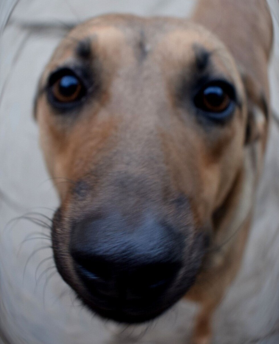 ¡La princesa Cafeta en adopción!