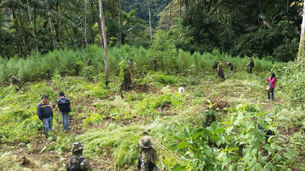 Destruyen 3,5 toneladas de plantas de yerba