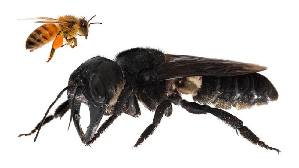 VIDEO: Hallan en Indonesia un insecto gigante que se daba por extinto