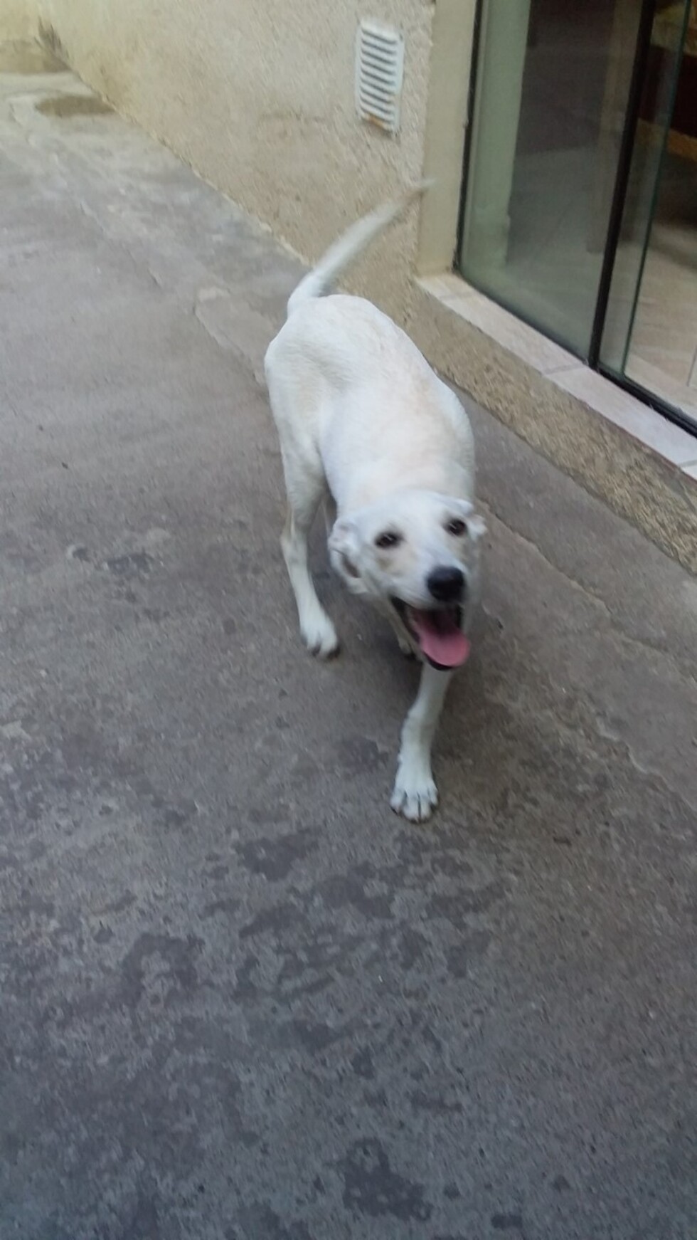 Maggie busca una familia