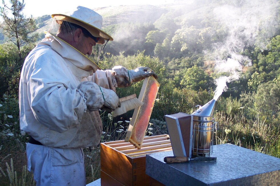 Polución, fumigado y avance urbano amenazan a las abejas