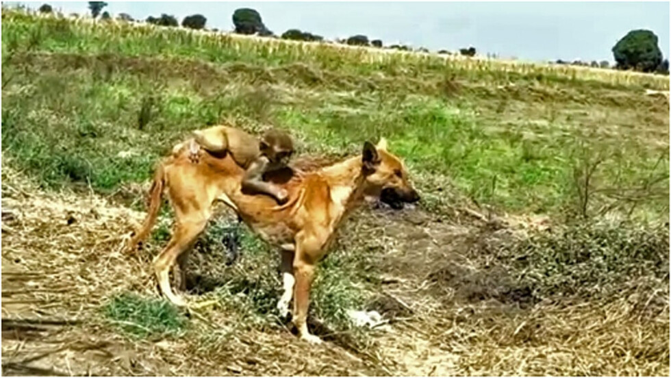 Una perra salvó a mono bebé y lo adoptó