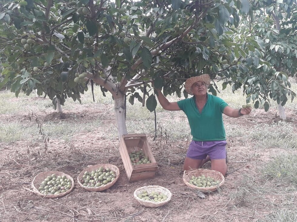 Se expande cultivo de nuez en Tarija, al año se produce 50 toneladas