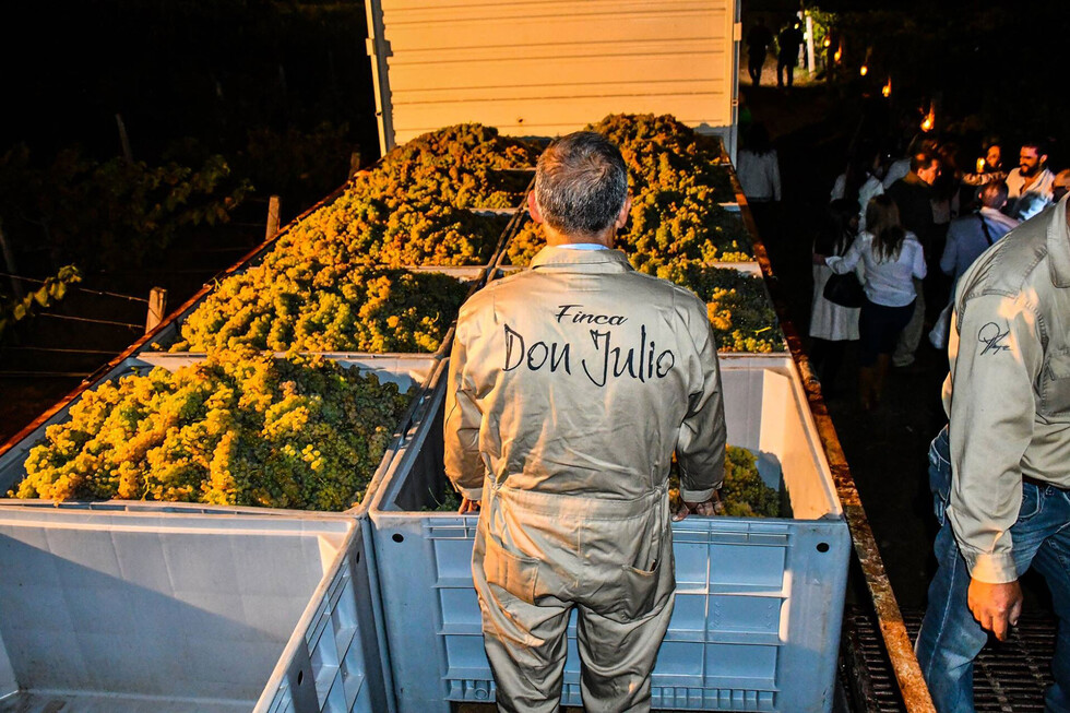 Una cosecha nocturna cerró la vendimia de Bodegas Kohlberg