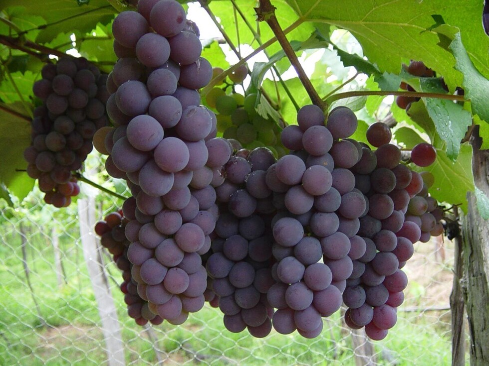 Productores buscan reducir el riesgo de afectación a la vid