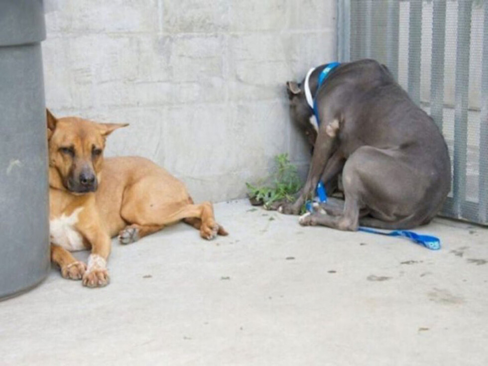 Golpeó a su ex pareja y le mató a sus 3 perros
