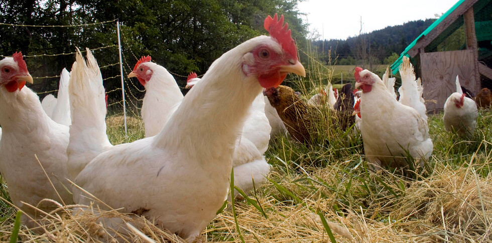 Avícolas cuantifican 5 millones de pollos de sobreproducción