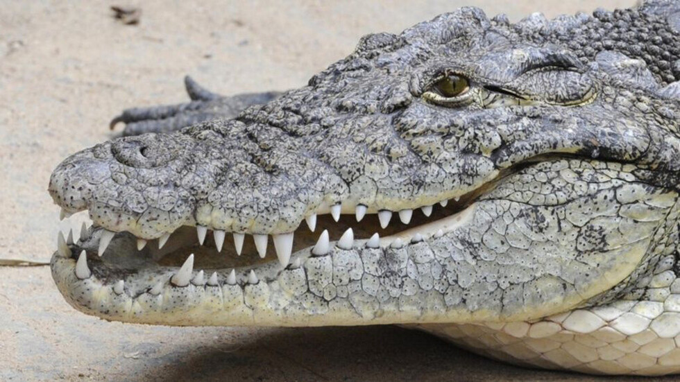 Fue a la piscina y encontró un cocodrilo