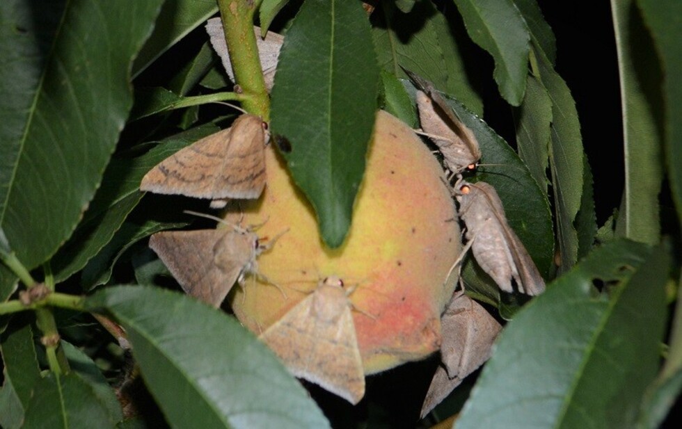 Mariposa nocturna arruina la mitad de frutos en Padcaya