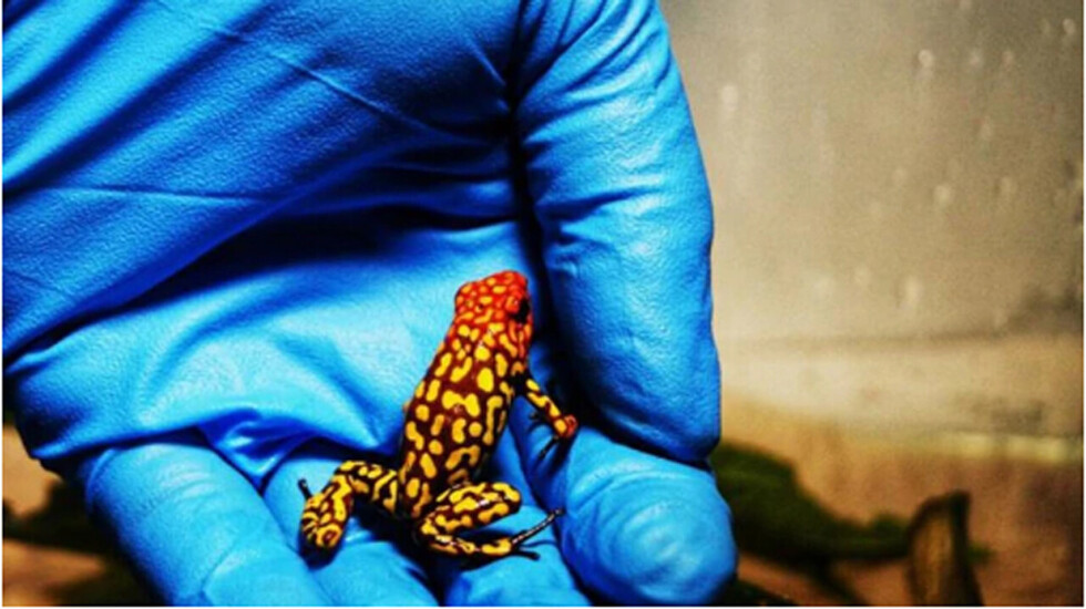 Viajero intentaba traficar unas 400 ranas venenosas