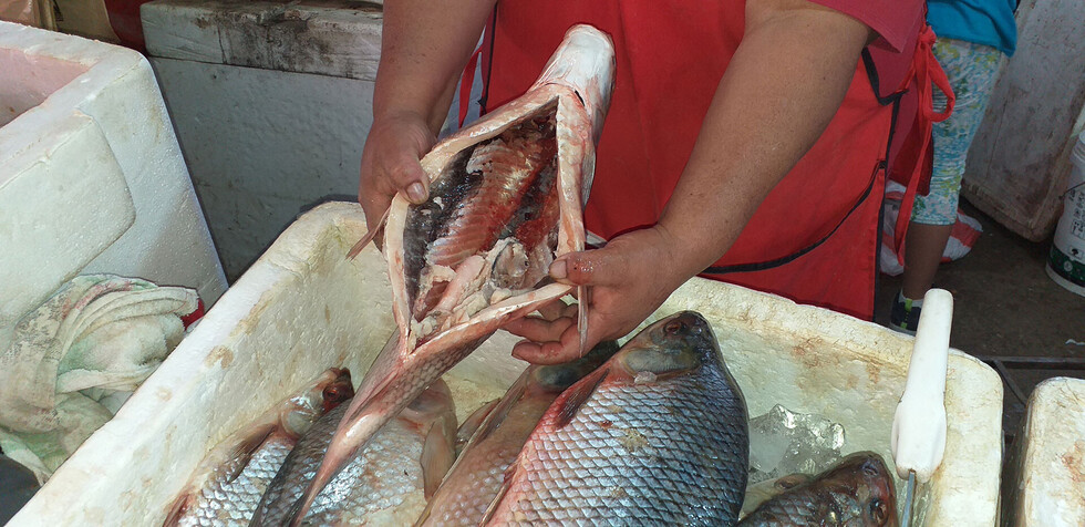 Solo mercados municipales tienen permiso para la venta de pescado