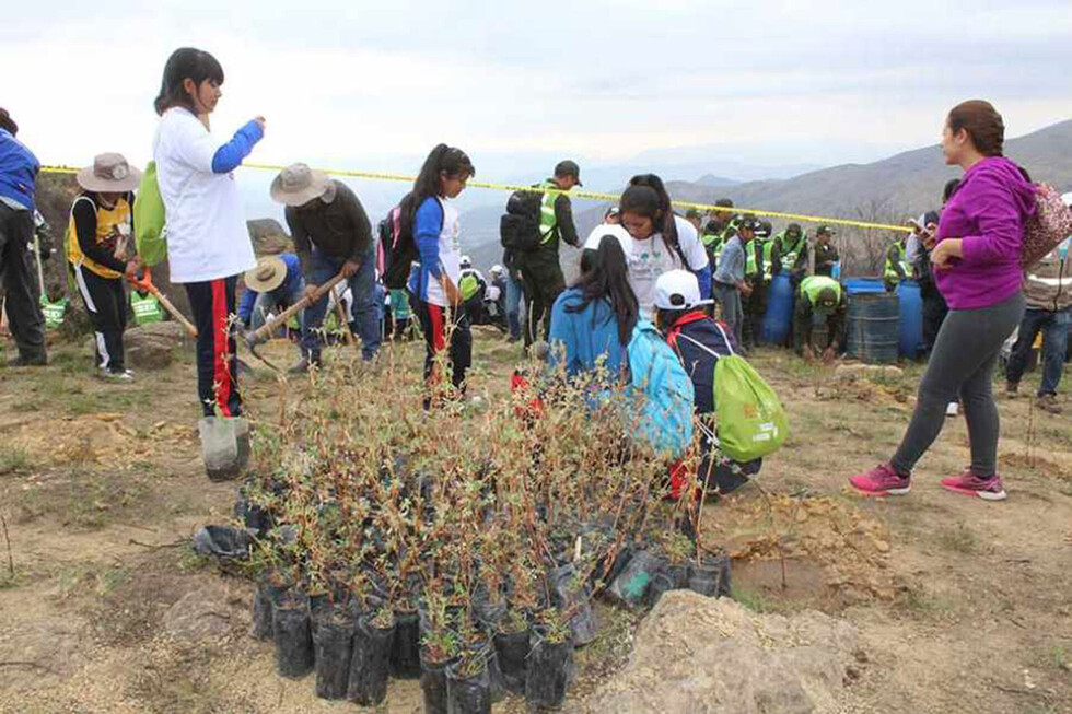 Alistan otra reforestación de Sama con 60 mil plantines