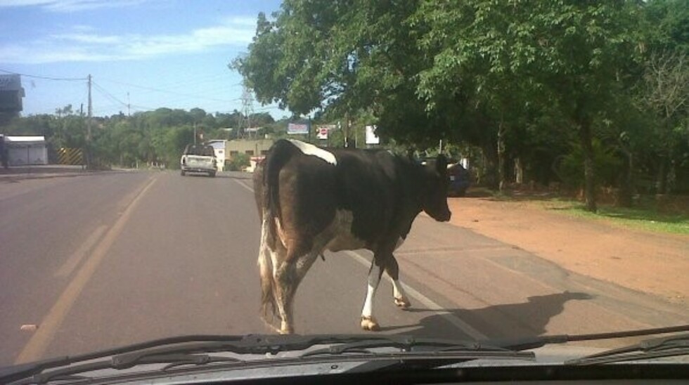 Los dueños de las vacas sueltas en las carreteras serán sancionados
