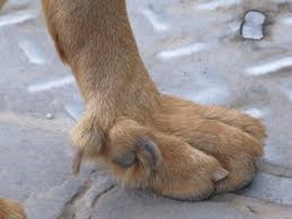 Niña de 7 fue agredida por un perro en Oruro