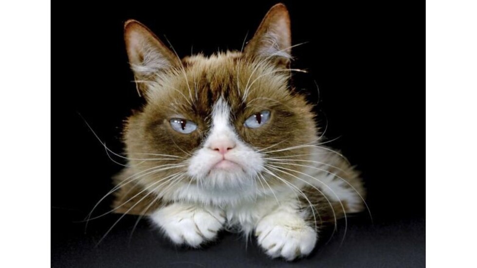 Murió la gatita más famosa de Internet