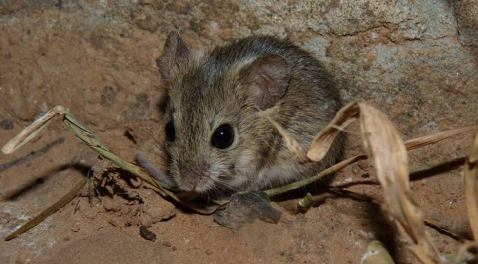 Reportan un nuevo caso de hantavirus en Padcaya