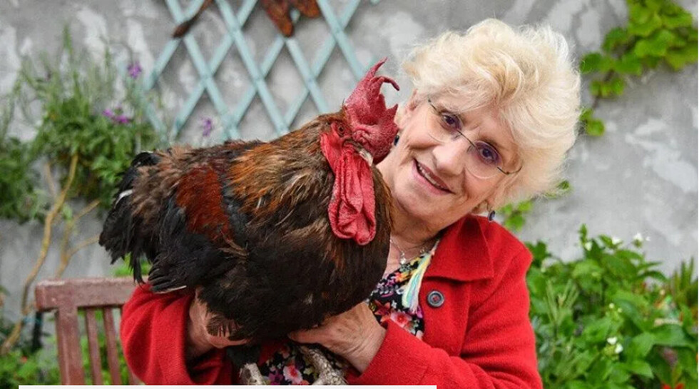 Gallo va a juicio por “cantar” muy temprano