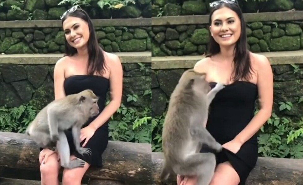 Mono intentó bajar vestido a turista