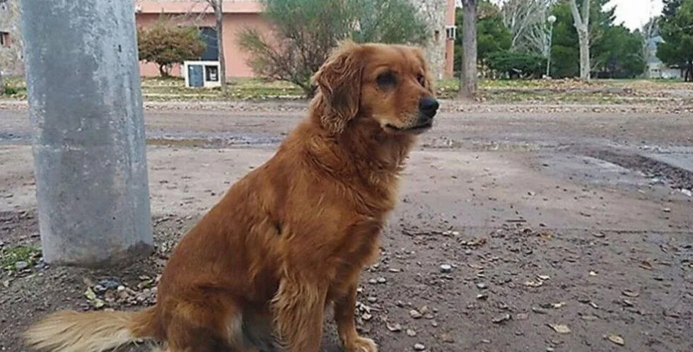 Perrita lleva más de un año en la comisaría