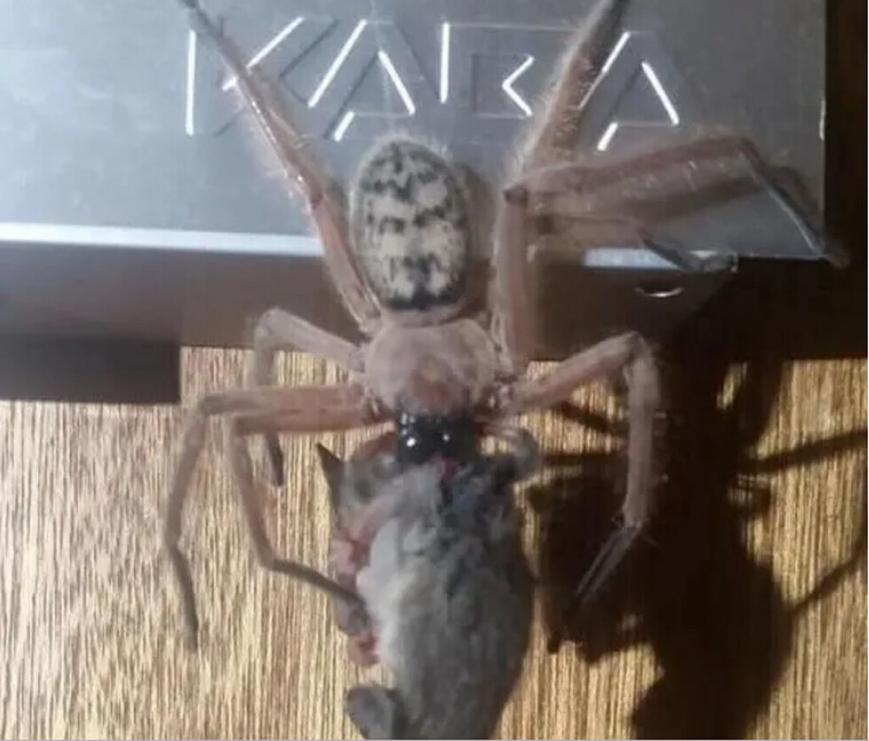 Araña gigante se devoró una zarigüeya
