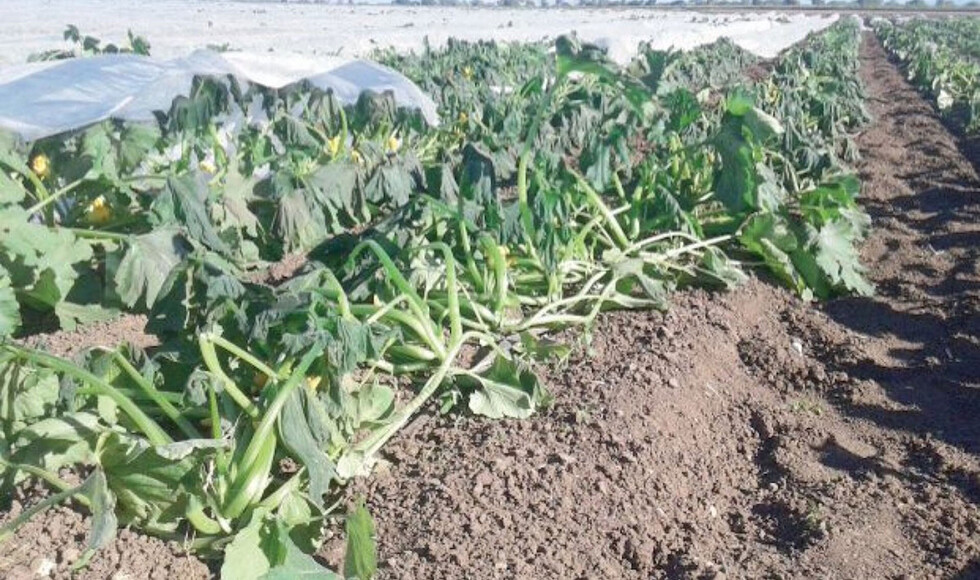 Helada afectó a más de 10 comunidades de Cercado