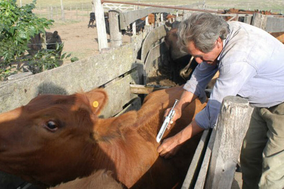 Arranca la vacunación contra la rabia bovina