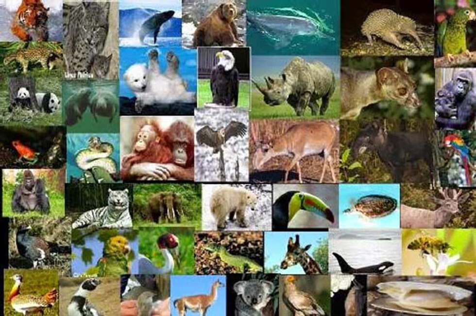 Alertan de peligros de extinción de casi 30 mil especies