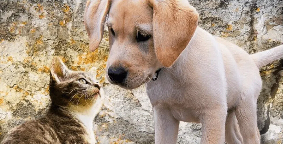 Acariciar perros y gatos alivia el estrés