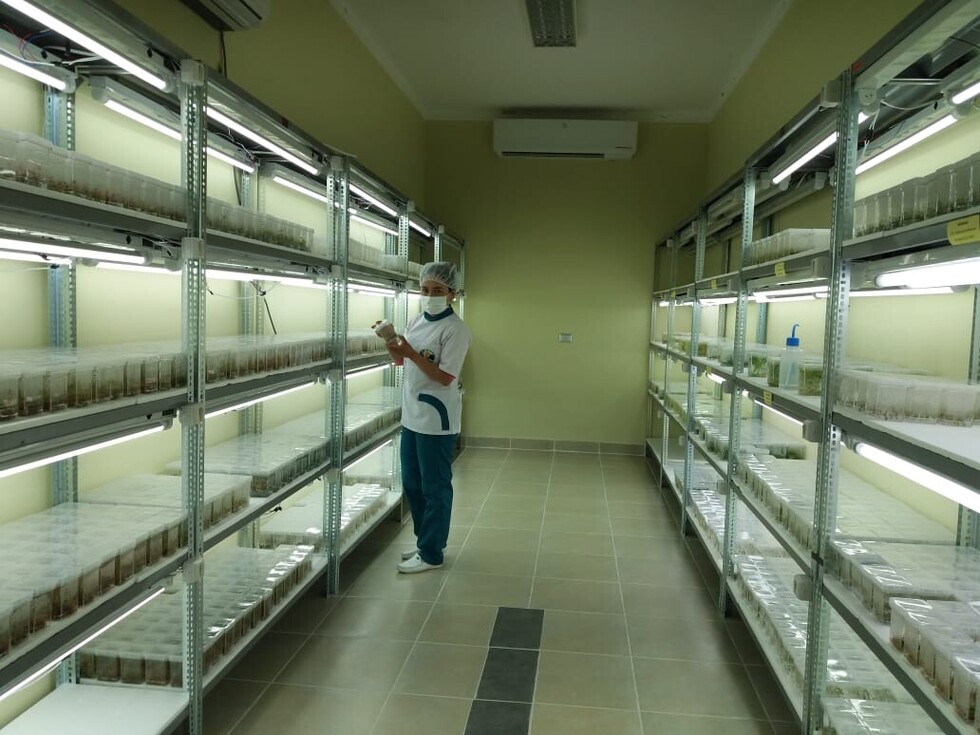 La venta de semilla certificada mueve entre Bs 12 a 16 millones