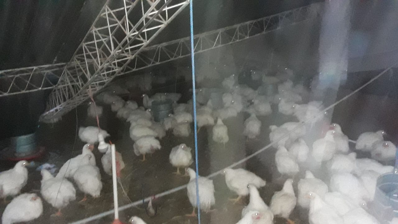Caen tinglados de avícolas a consecuencia de la nevada en Tarija (FOTOS)