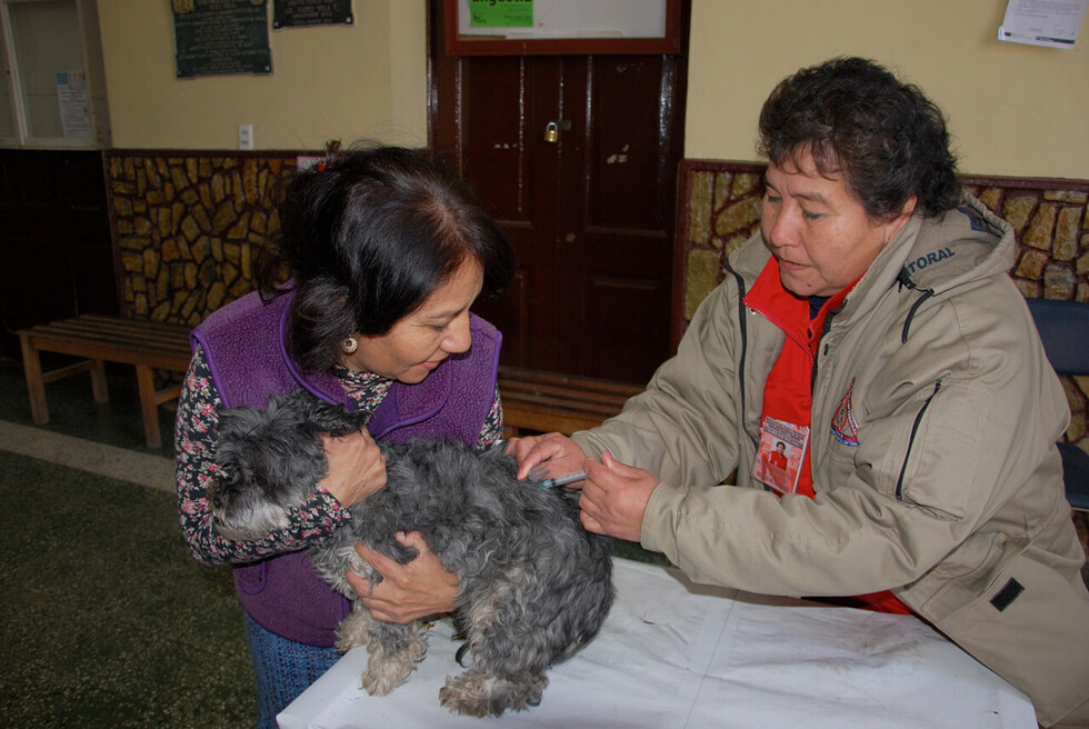 Alistan vacunación masiva contra la rabia canina