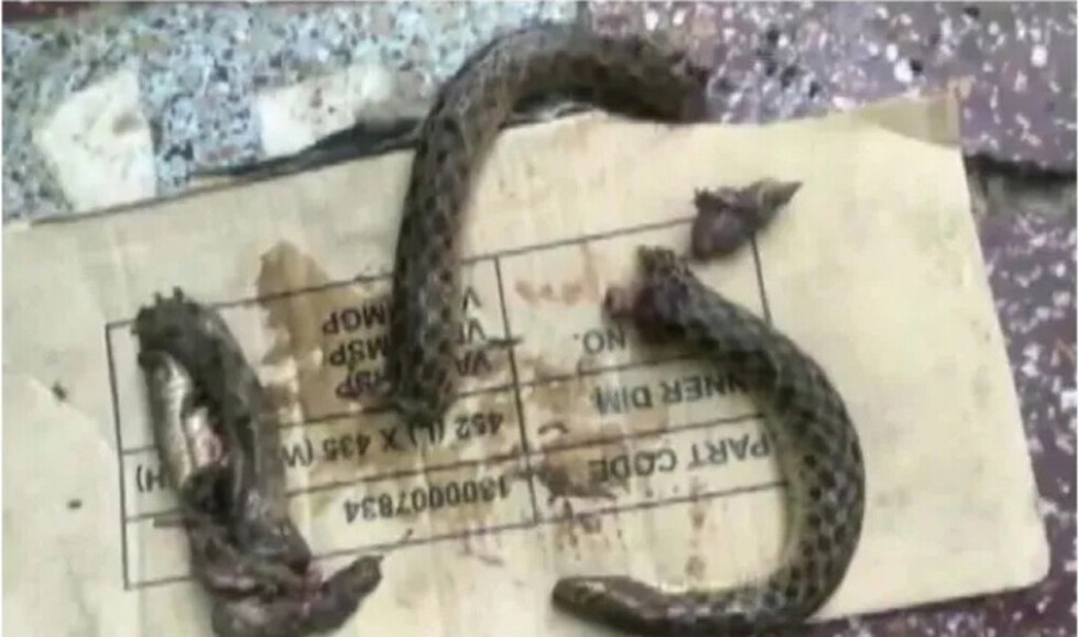 Ebrio despedazó a mordiscos a serpiente