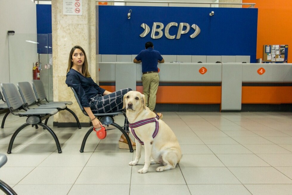 Las 55 sucursales del BCP se abren a las mascotas