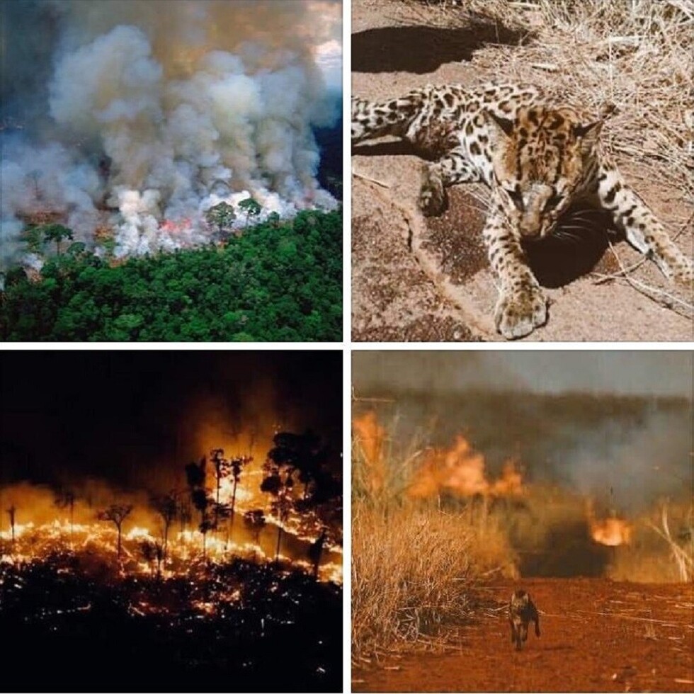 La Amazonía brasileña sufre la devastación de 16 días de incendios forestales