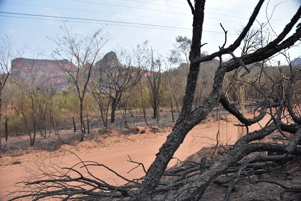 21 organizaciones civiles condenan decreto que permitió quema en el Bosque Seco Chiquitano