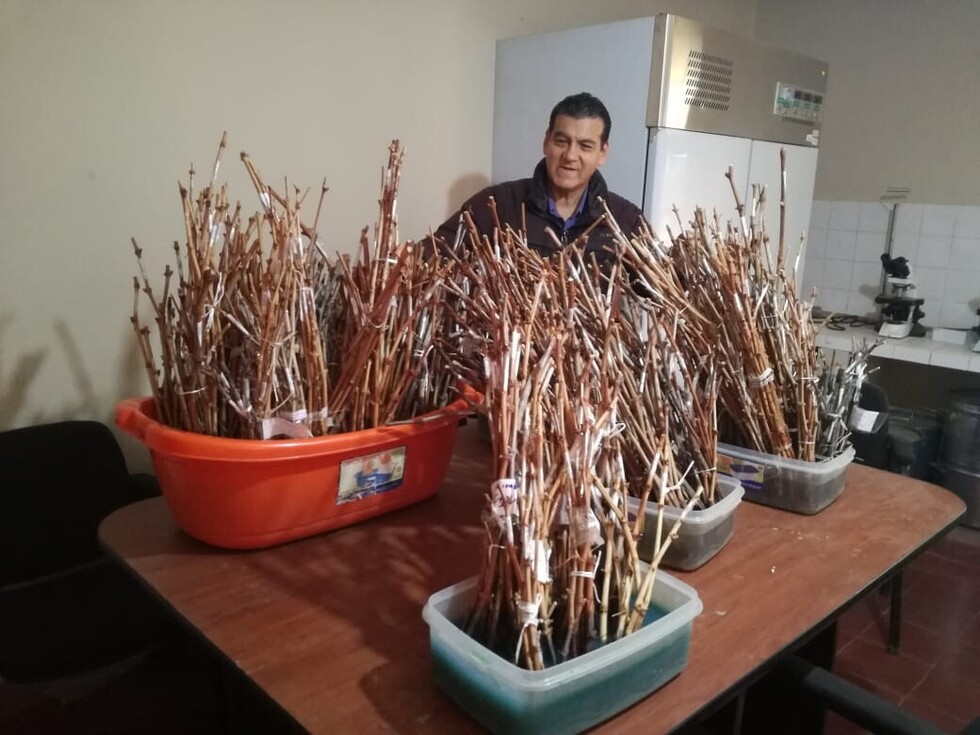Colectan más de 40 variedades de vid en todo el valle tarijeño