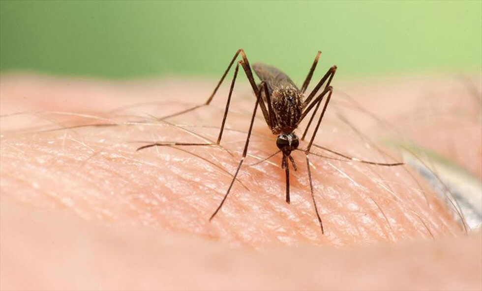 Cuba usará bacteria para luchar contra el dengue