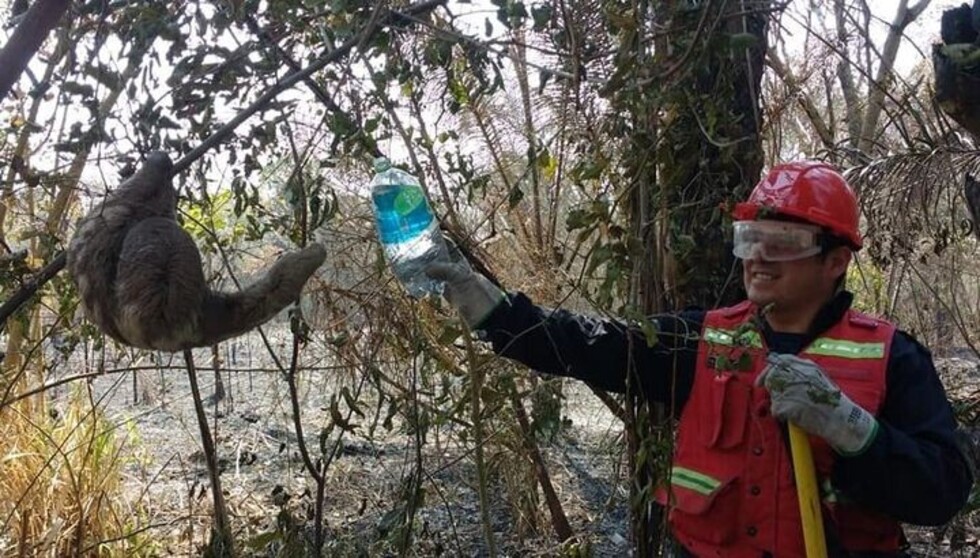 Un oso perezoso fue auxiliado por brigadistas jujeños en la Chiquitanía