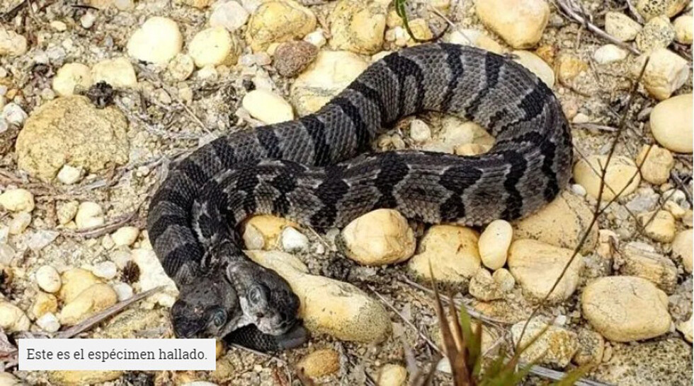 Encuentran serpiente cascabel mutante